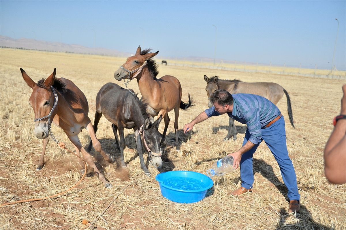 Tarlada Susuz Bırakılan Hayvanlar İçin Para Cezası