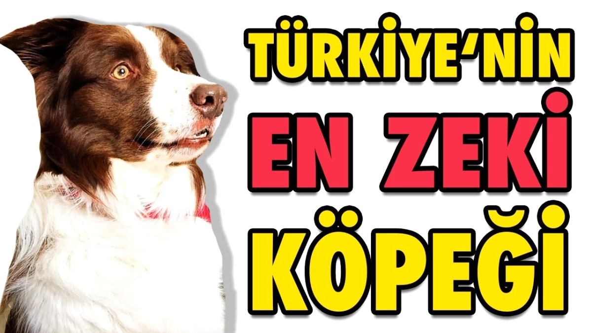 Türkiye'nin En Zeki Köpeği Max - Şampiyon Köpek Oha Diyorum'da