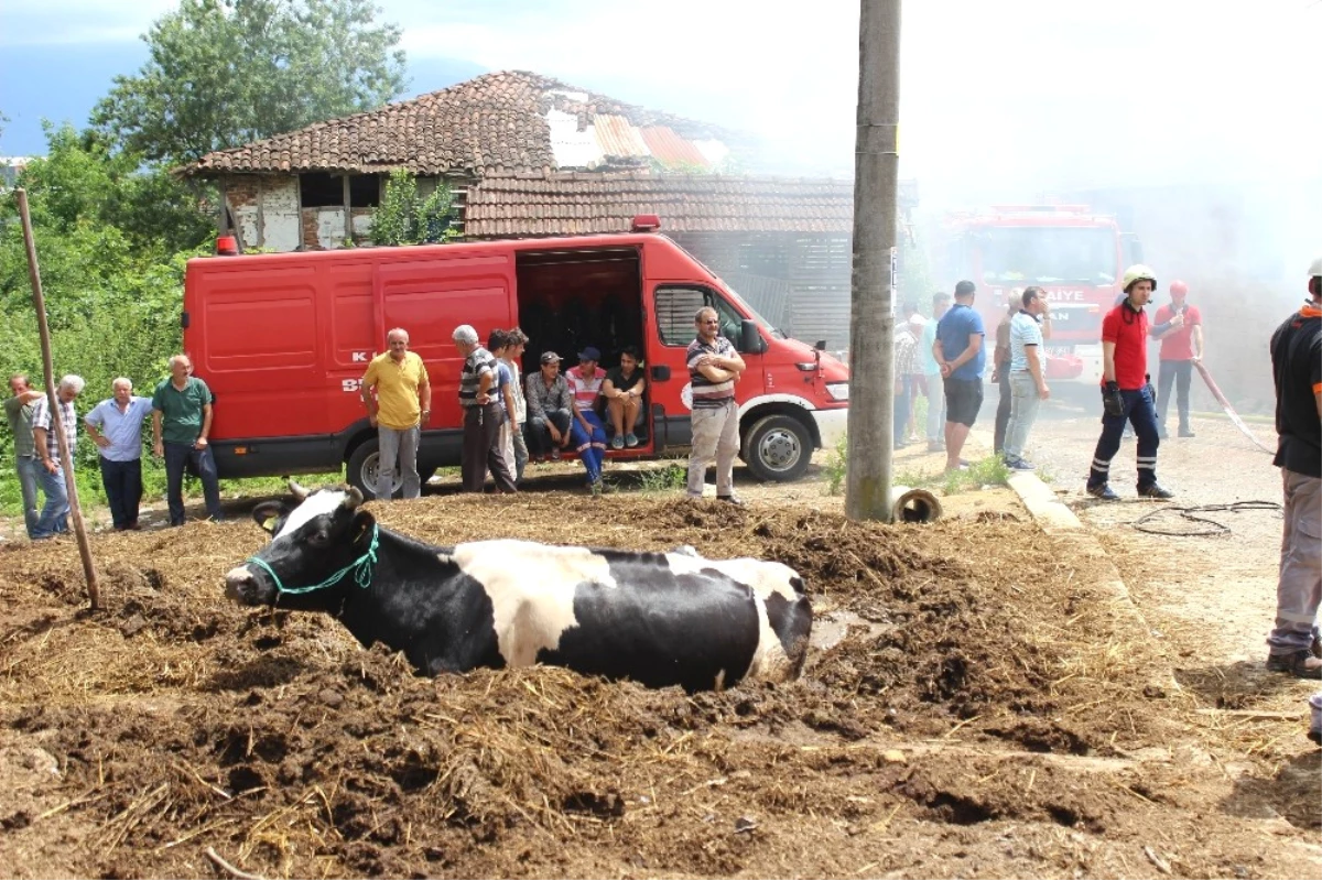 Yangından Kaçan İnek Tezek Yığınına Saplandı