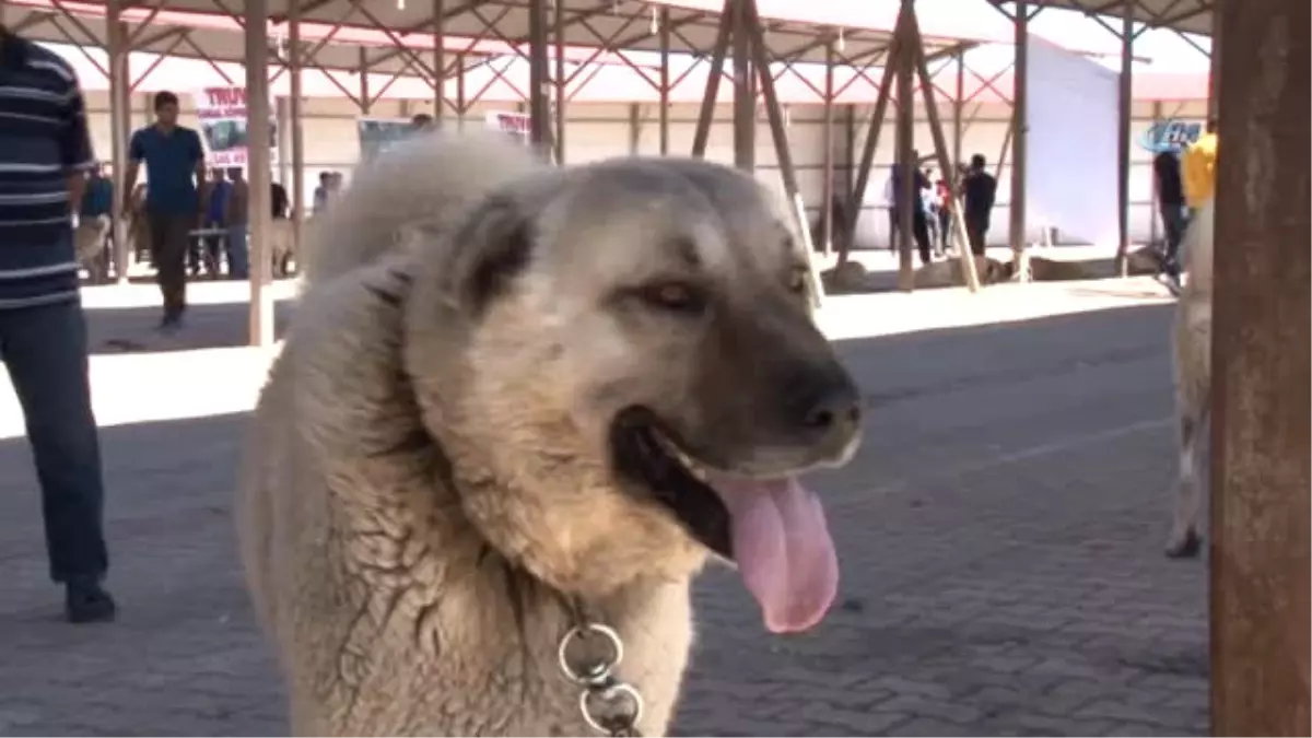 14. Kangal Festivali