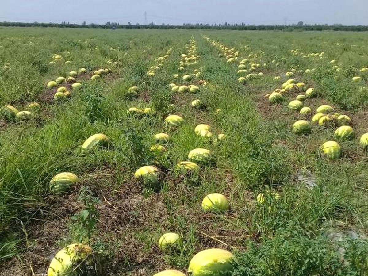 Afrika Sıcağı Adana\'da 400 Bin Dönümdeki Karpuzu Yaktı