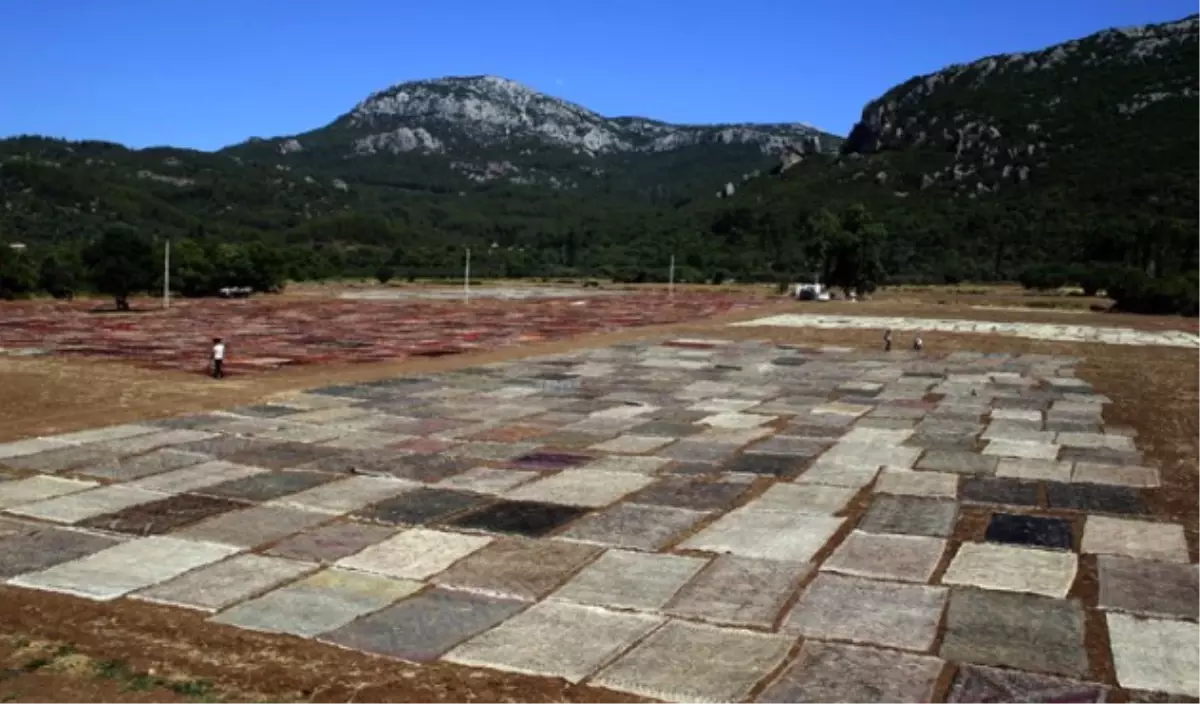 Antalya\'da Milyonluk Halı ve Kilim Tarlası