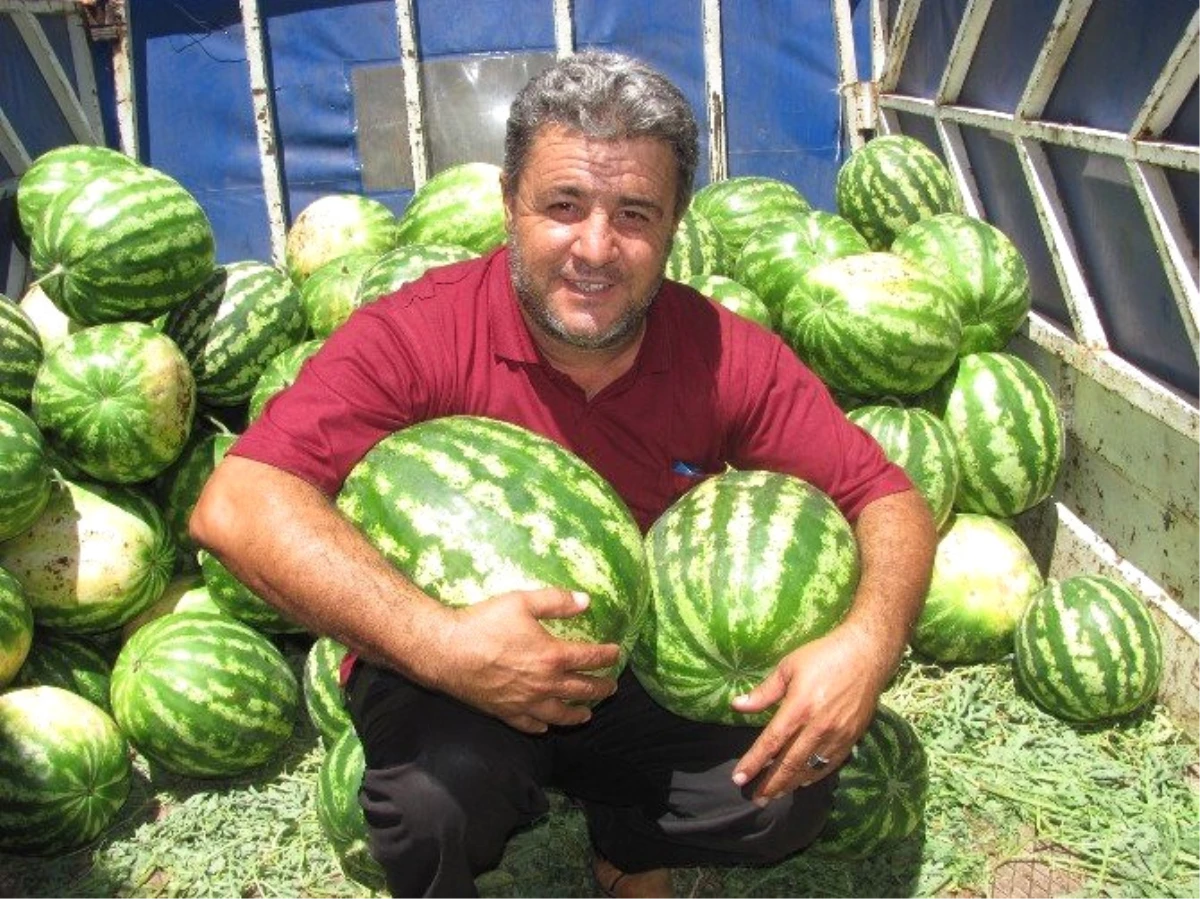 Araban Karpuzu Tezgahlardaki Yerini Aldı