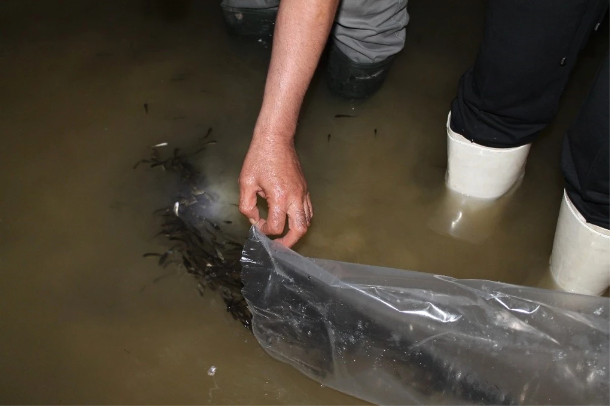 Bayburt\'ta Göletlere 50 Bin Yavru Balık Bırakıldı