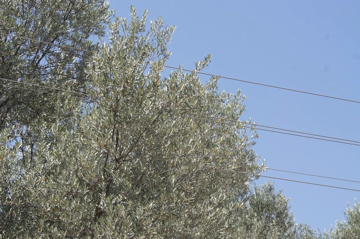 Bozdoğan\'da Elektrik Tellerinin Tehlike Saçtığı İddiası