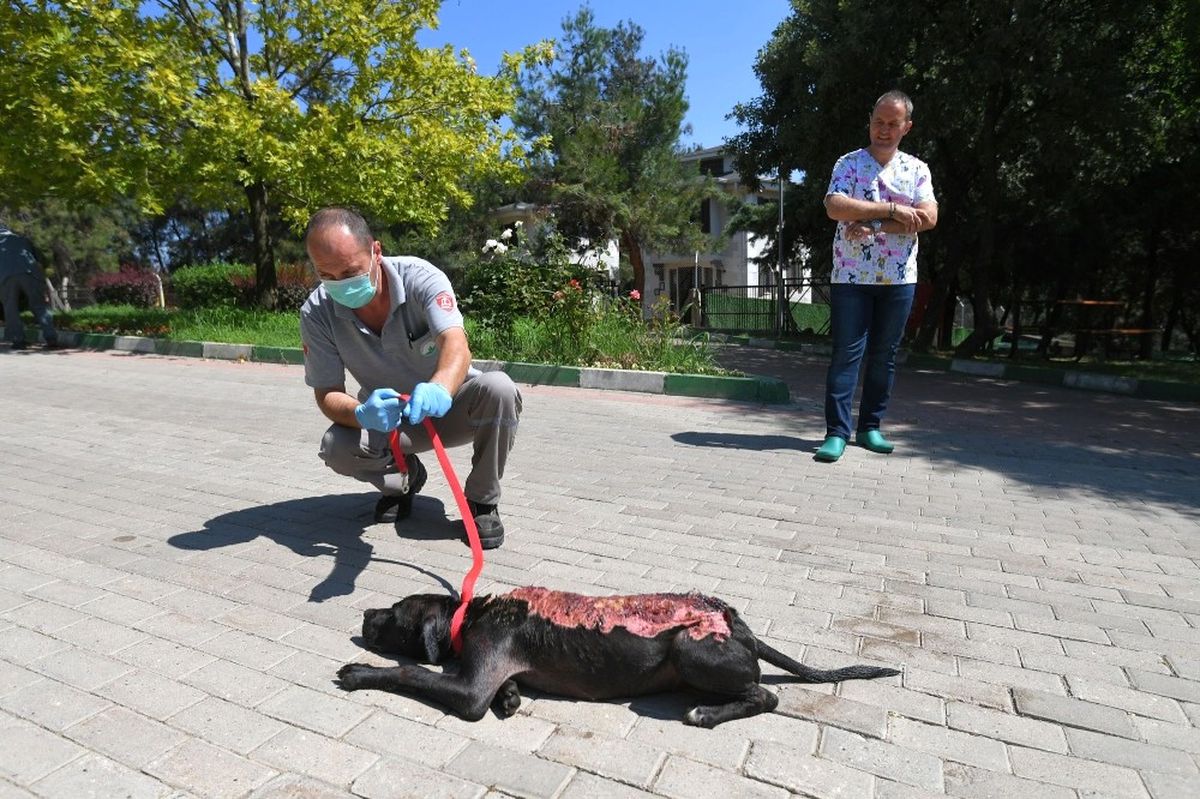 Bunun Adı Canilik