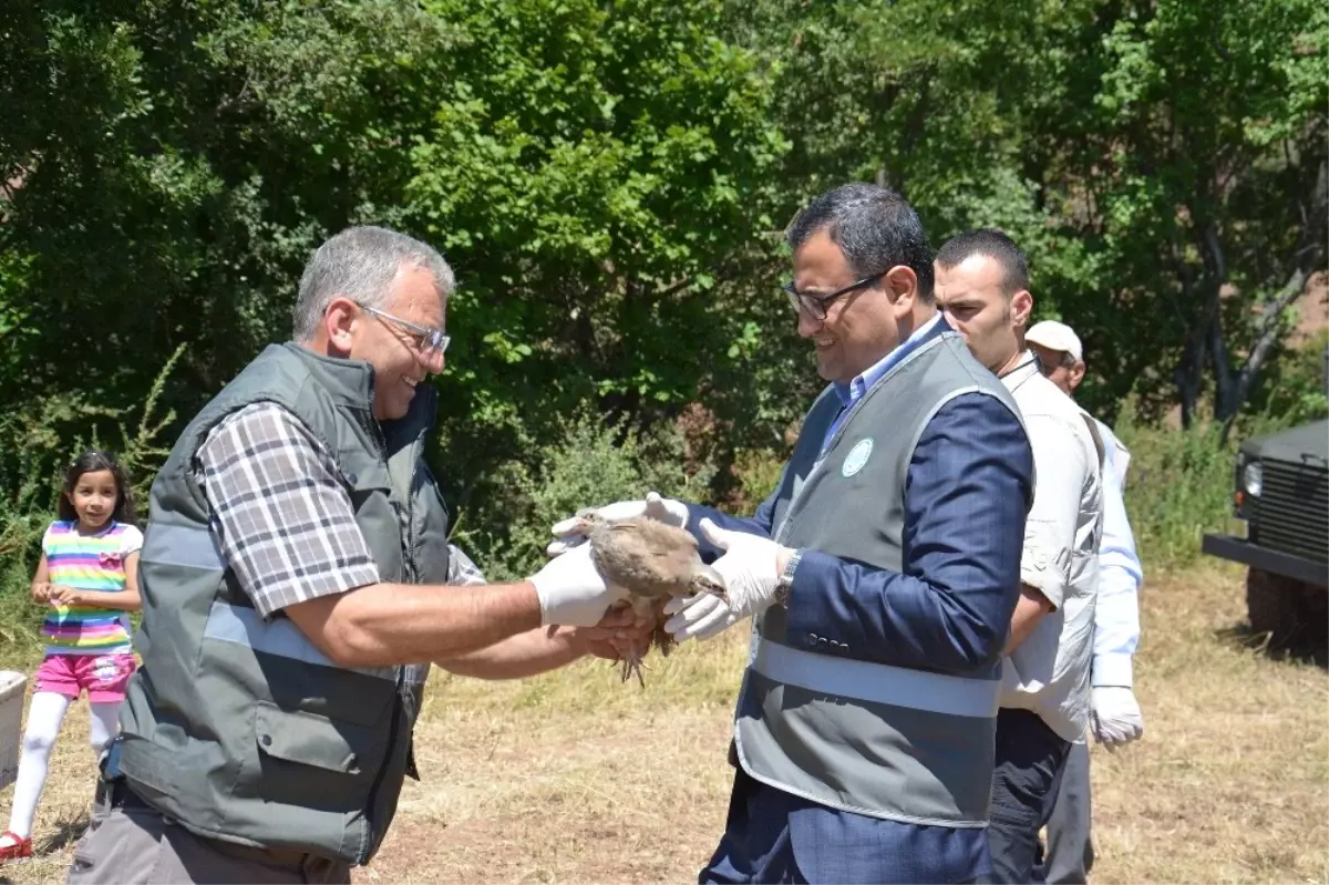 Giresun\'da Doğaya 25 Bin Kınalı Keklik Salındı