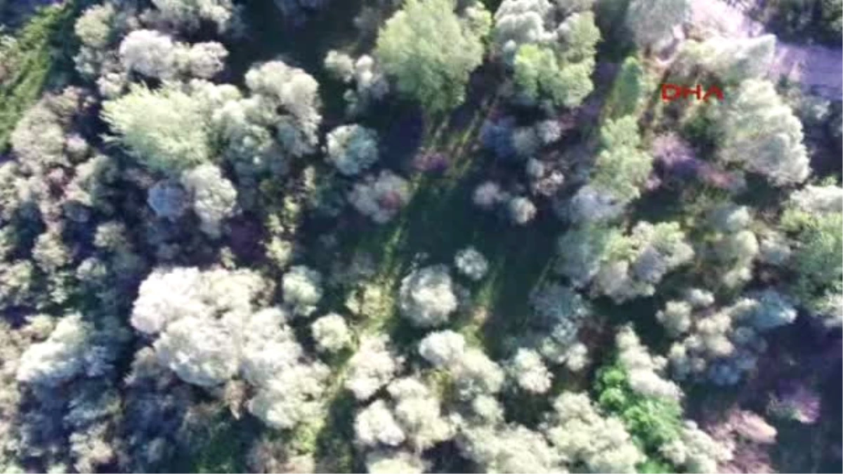 Kahramankazan- Hint Kenevirlerinin Ekili Olduğu Yerleri Drone Tespit Etti, Polis Operasyon Düzenledi