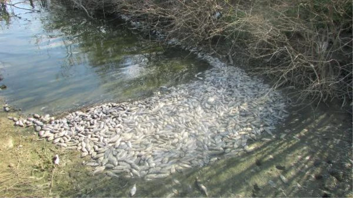 Kaymakam Üncü: Çokal Barajı\'ndaki Balık Ölümleri İnceleniyor