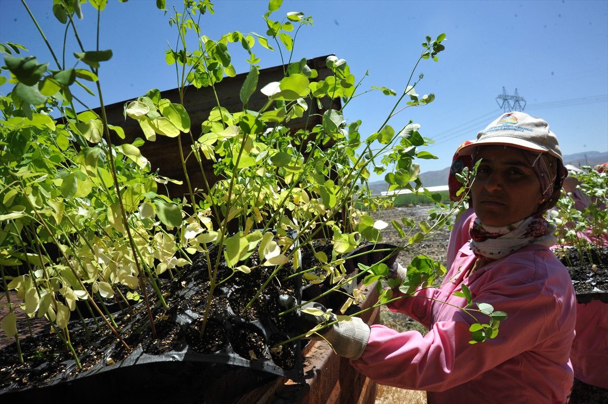 Mucize Bitki Moringa "Kadın Eli" ile Yetişecek