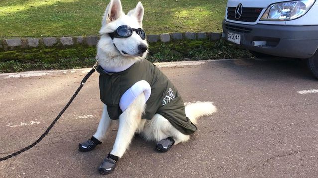Sili De Sevimli Polis Kopekleri Kis Sezonu Icin Hazir Son Dakika Dunya