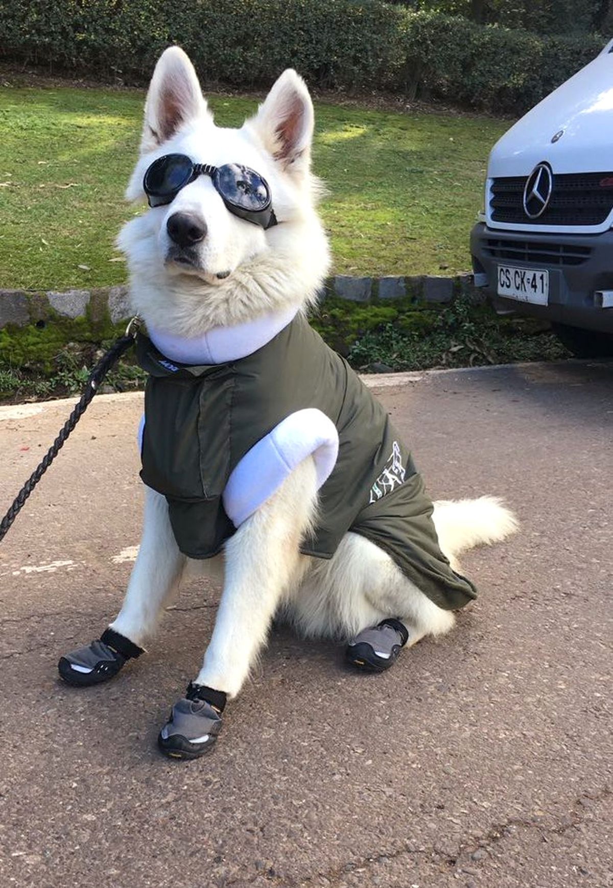 Şili\'de Sevimli Polis Köpekleri, Kış Sezonu İçin Hazır