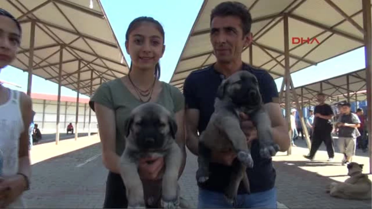 Sivas Kangal Köpekleri Görücüye Çıktı