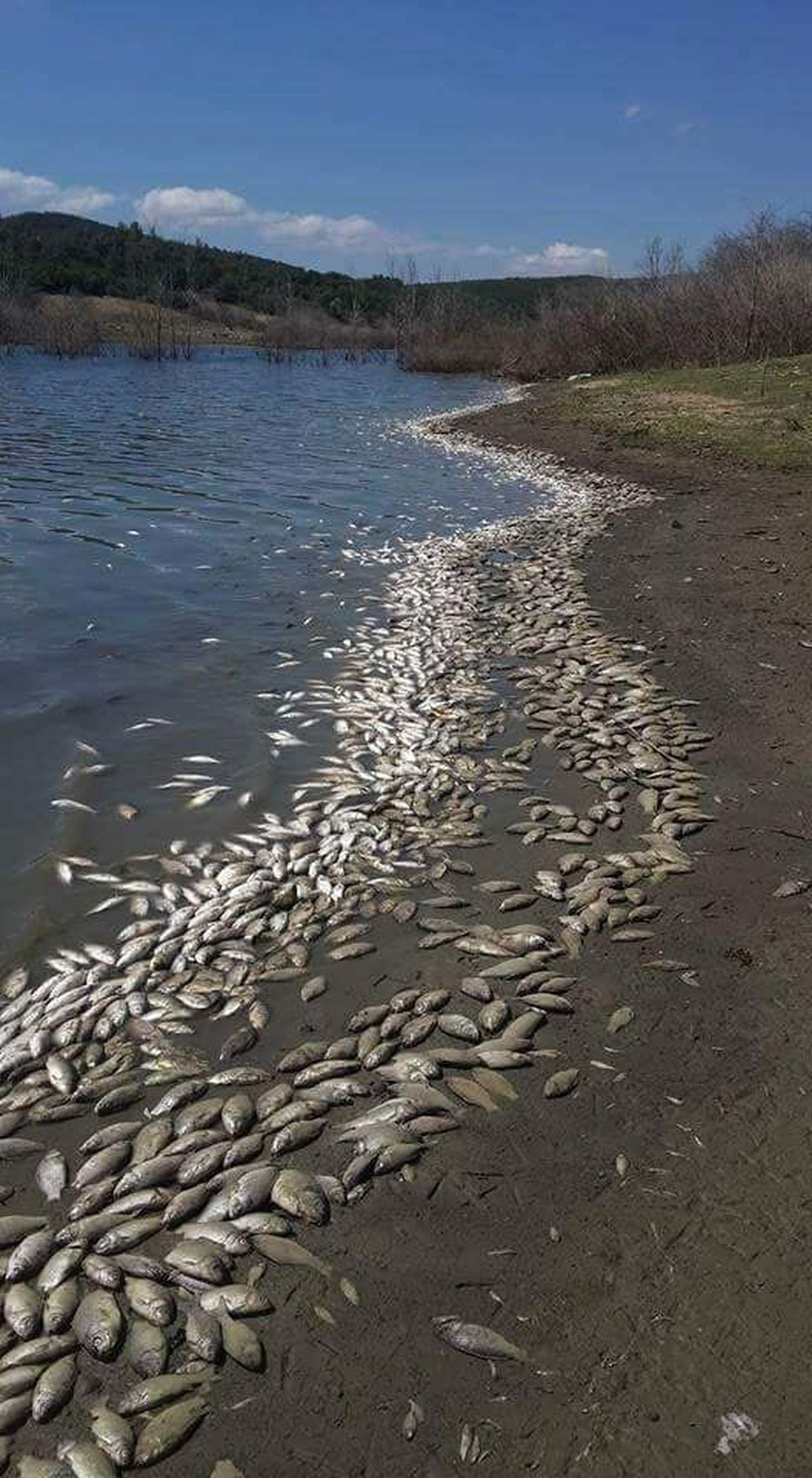 Tekirdağ\'da Binlerce Ölü Balık Karaya Vurdu
