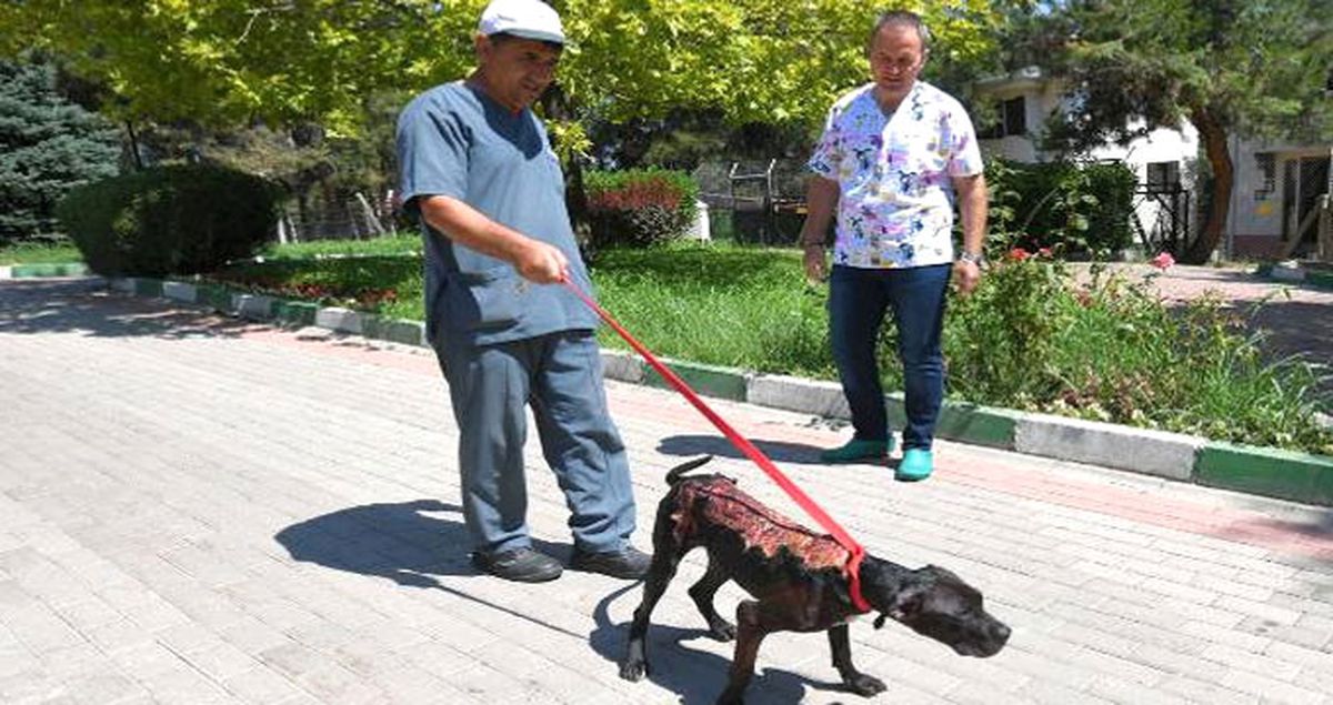 Üzerine Kaynar Su Döküp Kaçtılar! Yaralı Köpek Tedavi Altına Alındı