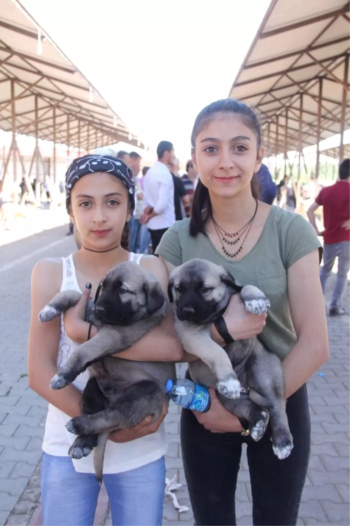 14. Kangal Festivali