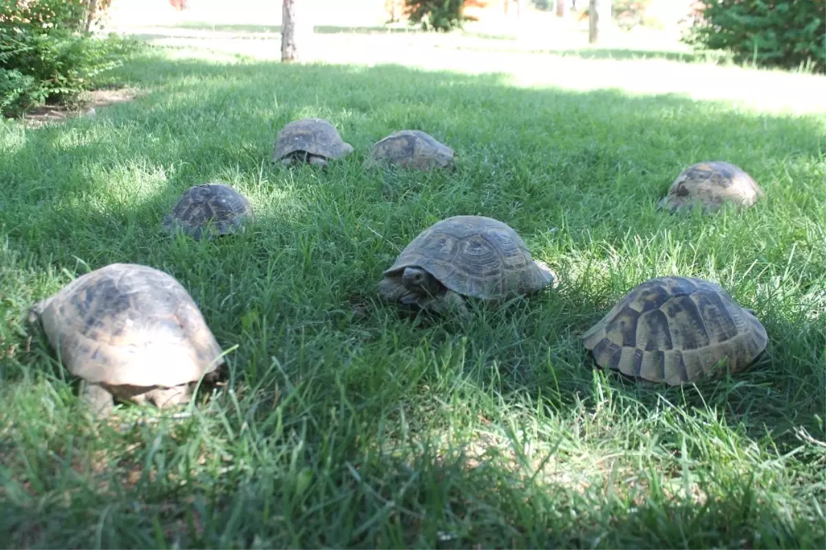 Kaplumbağalar Parkı Mesken Tuttu