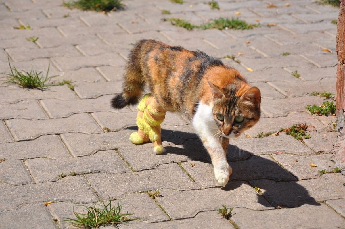 Bacakları Kopan Hamile Kedi Protez Bacakları ile İlk Adımını Attı