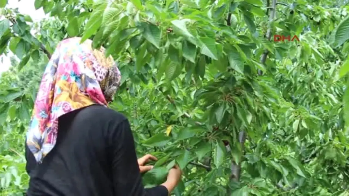 Burdur Yağış Nedeniyle Kirazda Rekolte Düştü