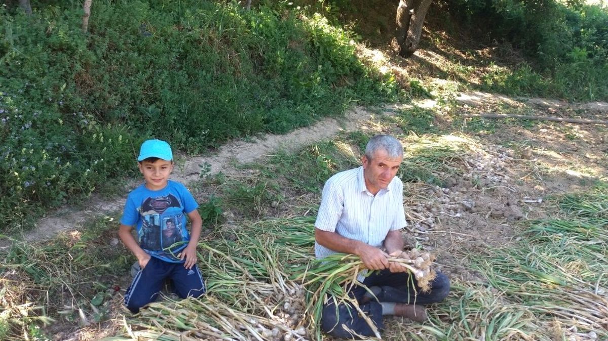 Hisarcık\'ta Sarımsak Hasadı Başladı