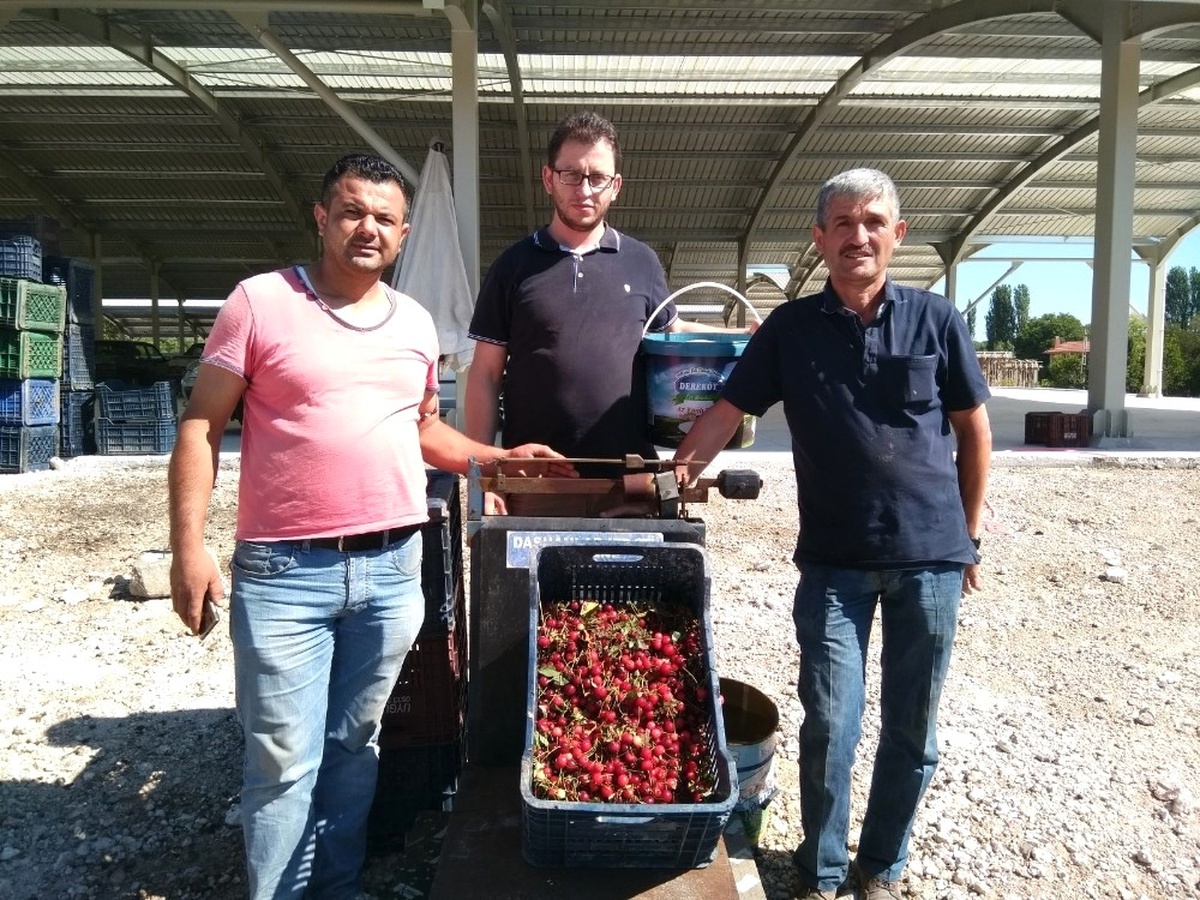 Hisarcık\'ta Vişne Alım Fiyatları Yükseldi