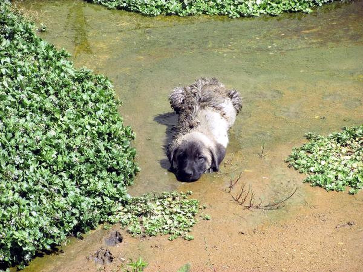 Su Kanalına Düşen Yavru Köpekleri İtfaiye Kurtardı