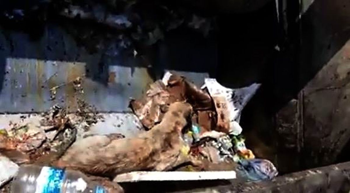 Yaralı Köpeği Çöp Kamyonuyla Kurtardılar