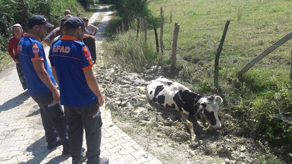 Afad Çamura Saplanan İnek İçin Seferber Oldu