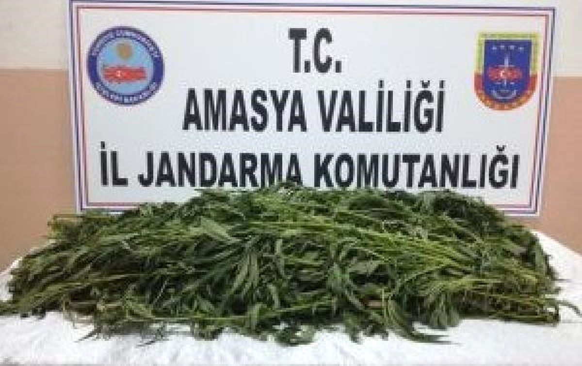 Amasya\'da Serada Kenevir ve Kubar Esrar Çıktı