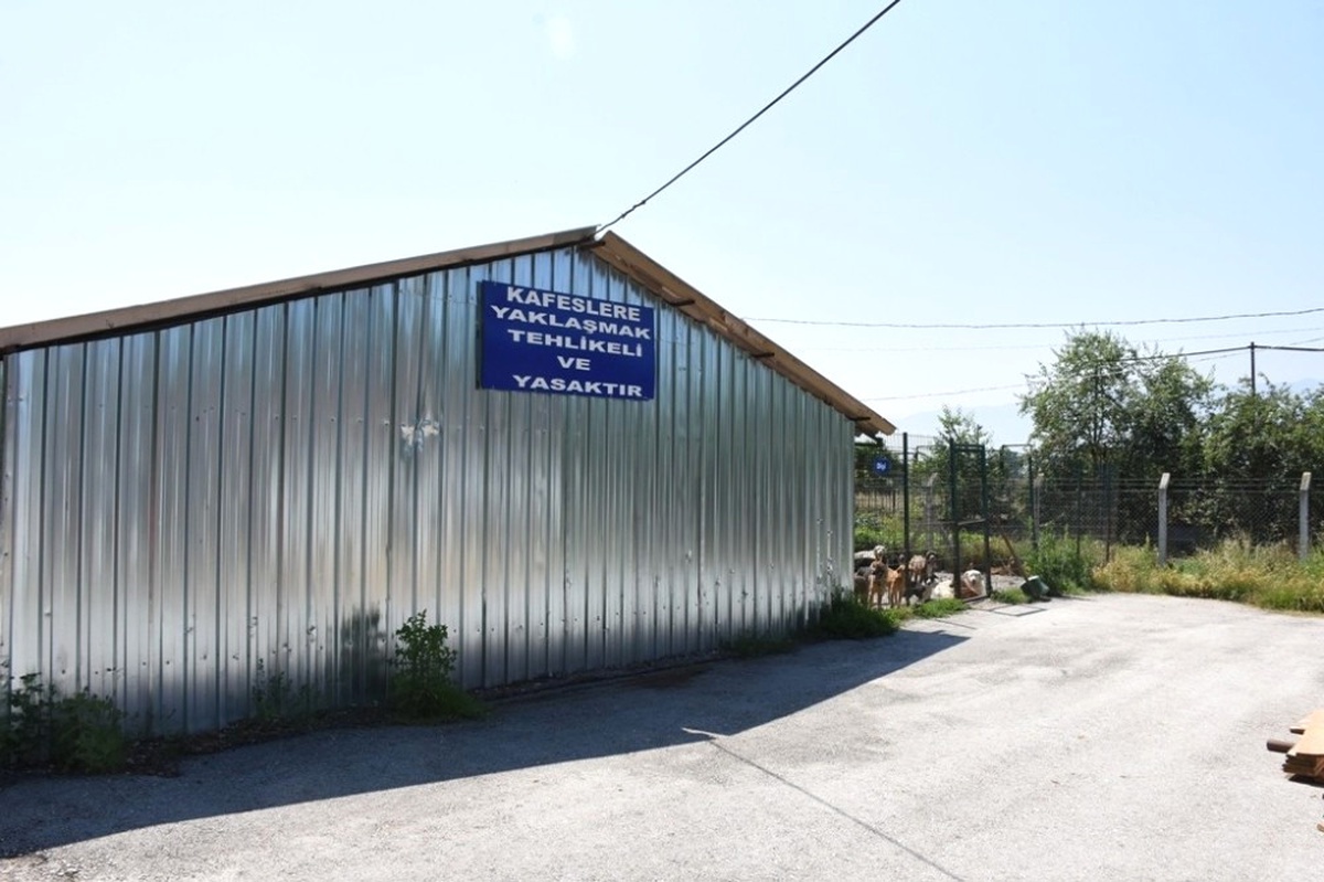 Barınaktaki Hayvanlar Sahiplenilmeyi Bekliyor