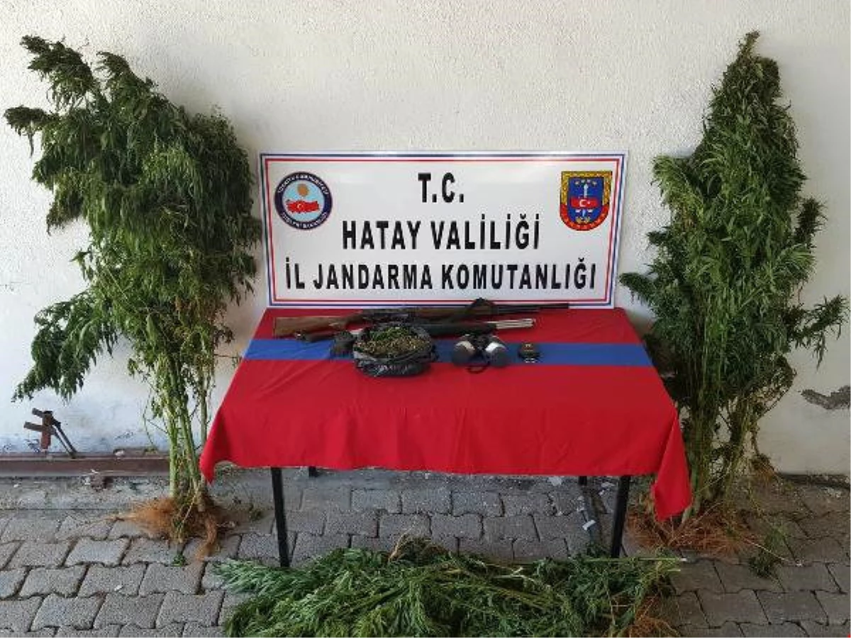 Hatay\'da 500 Kilo Esrar Ele Geçirildi