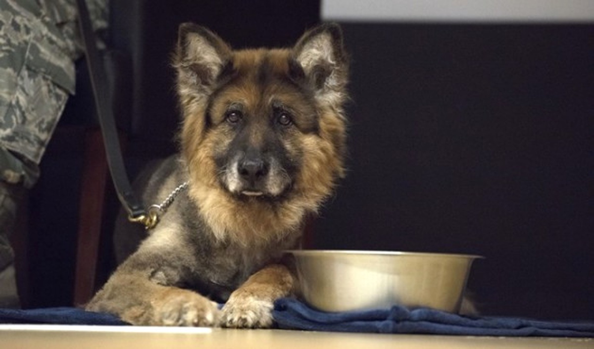 İncirlik Üssü\'nün K-9 Köpeği Emekli Oldu