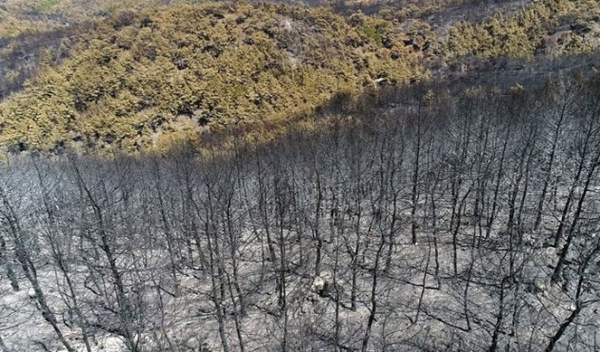 İzmir\'e 1,5 Milyon Fidan Dikilecek