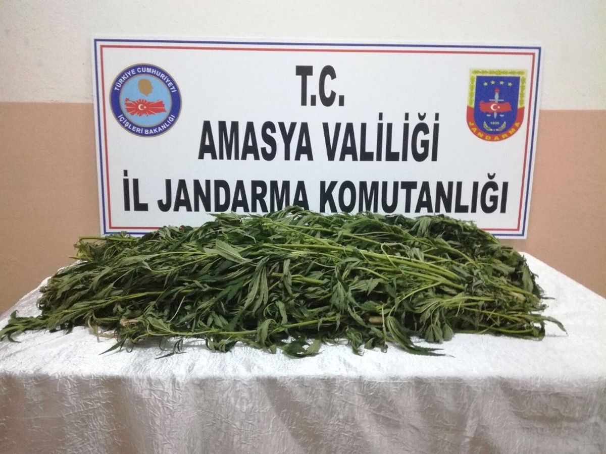 Jandarma Bunları Serada Buldu