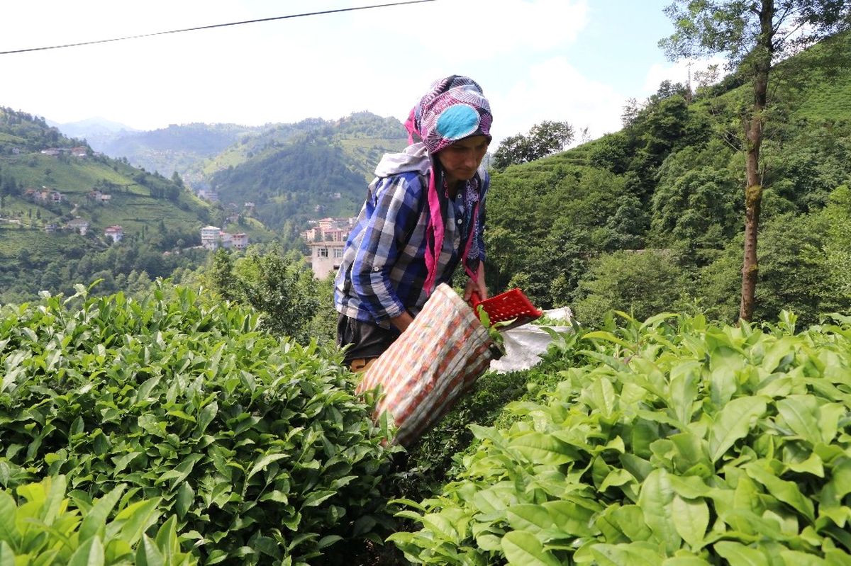Rize\'de 2017 Yılı İkinci Sürgün Yaş Çay Hasadı Başladı