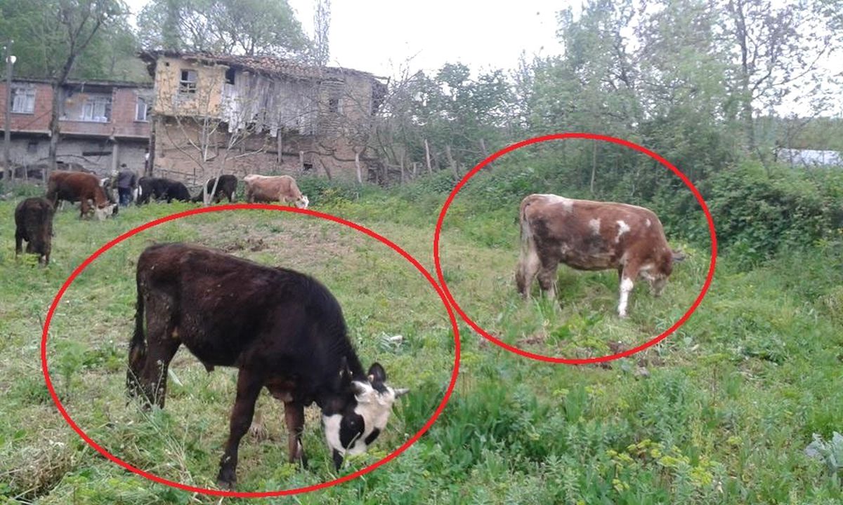 Samsun\'da 3 Büyükbaş Hayvan Çalındı