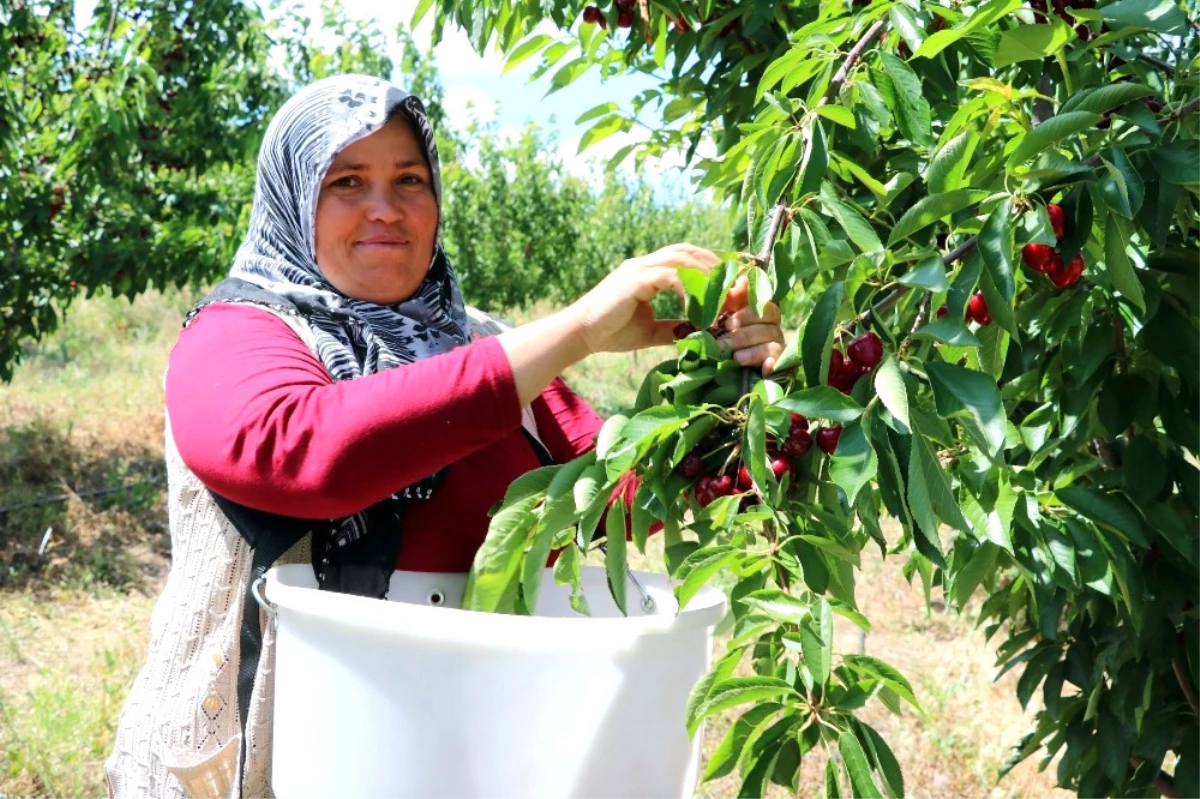 Türkiye\'nin En Büyük Meyve Bahçesinde Kiraz Hasadı Başladı