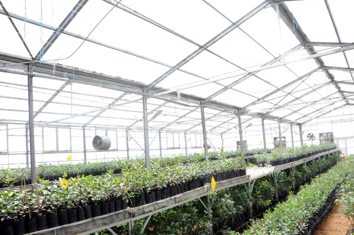 Antep Fıstığı Serasında Yılda 50 Bin Fidan Üretiliyor