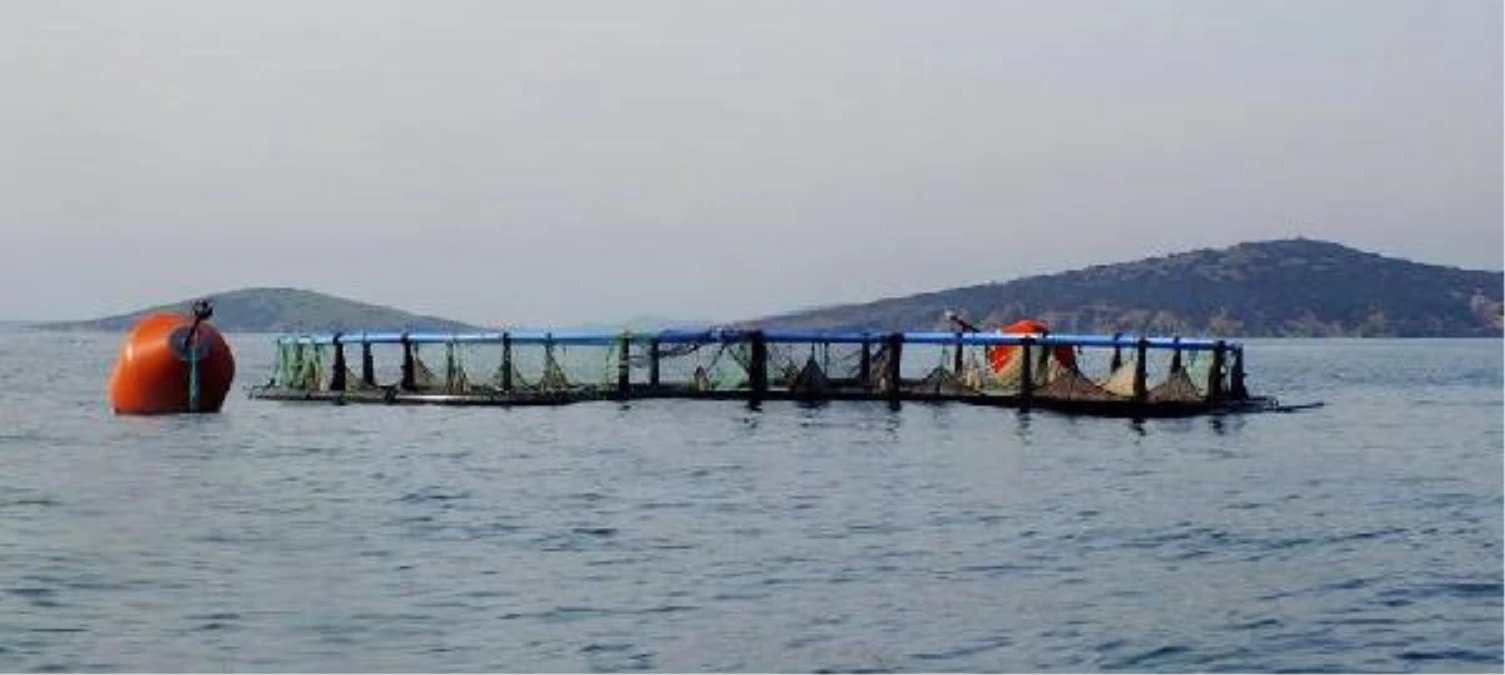 Ayvalık Tabiat Platformu\'nun Balık Çiftlikleri Zaferi
