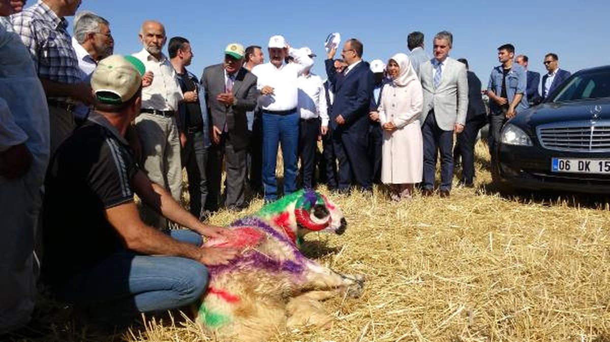 Bakan Çelik, Buğday Fiyatlarını Açıkladı
