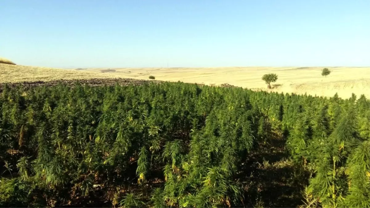 Diyarbakır\'da Mühimmat ve Uyuşturucu Ele Geçirildi