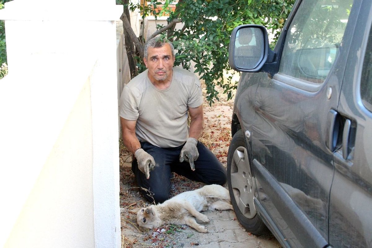 İzmir\'deki Köpeklerde Gençlik Hastalığı Salgını