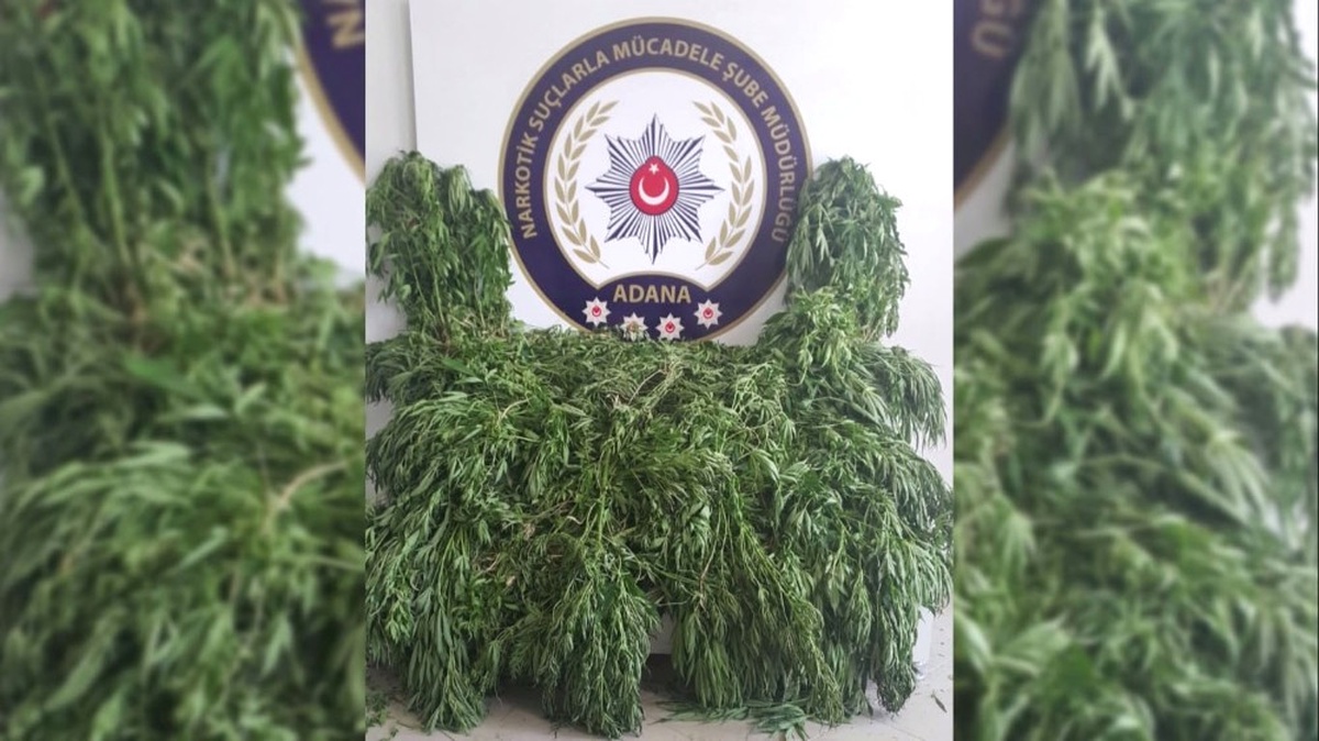 Mısır Tarlasında Helikopter Desteğiyle 1670 Kök Hint Keneviri Ele Geçirildi