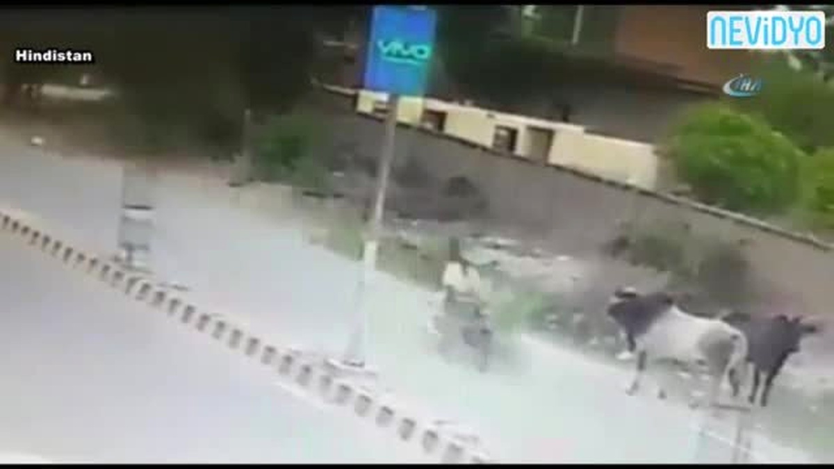 Motosikletli Boğanın Boynuz Darbesiyle Yere Çakıldı