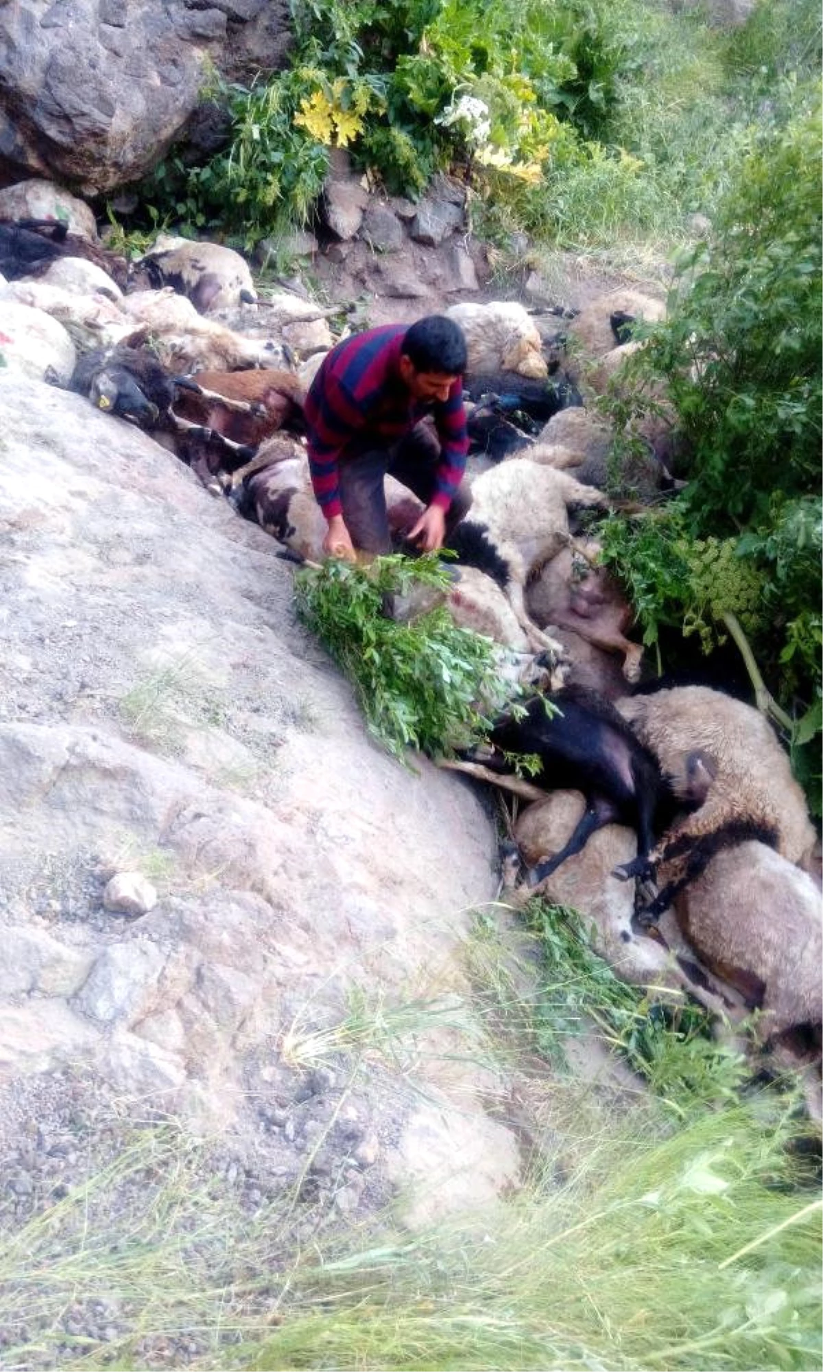 Muradiye\'de Kayalıklardan Atlayan 80 Koyun Telef Oldu