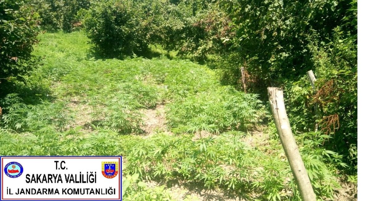 Sakarya\'da Çok Sayıda Kök Kenevir Bitkisi Ele Geçirildi