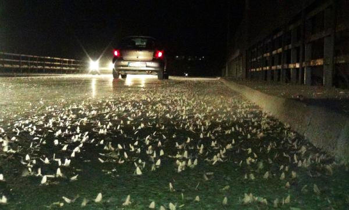 Sakarya Köprüsü Üzerinde Ölüm Dansı Başladı