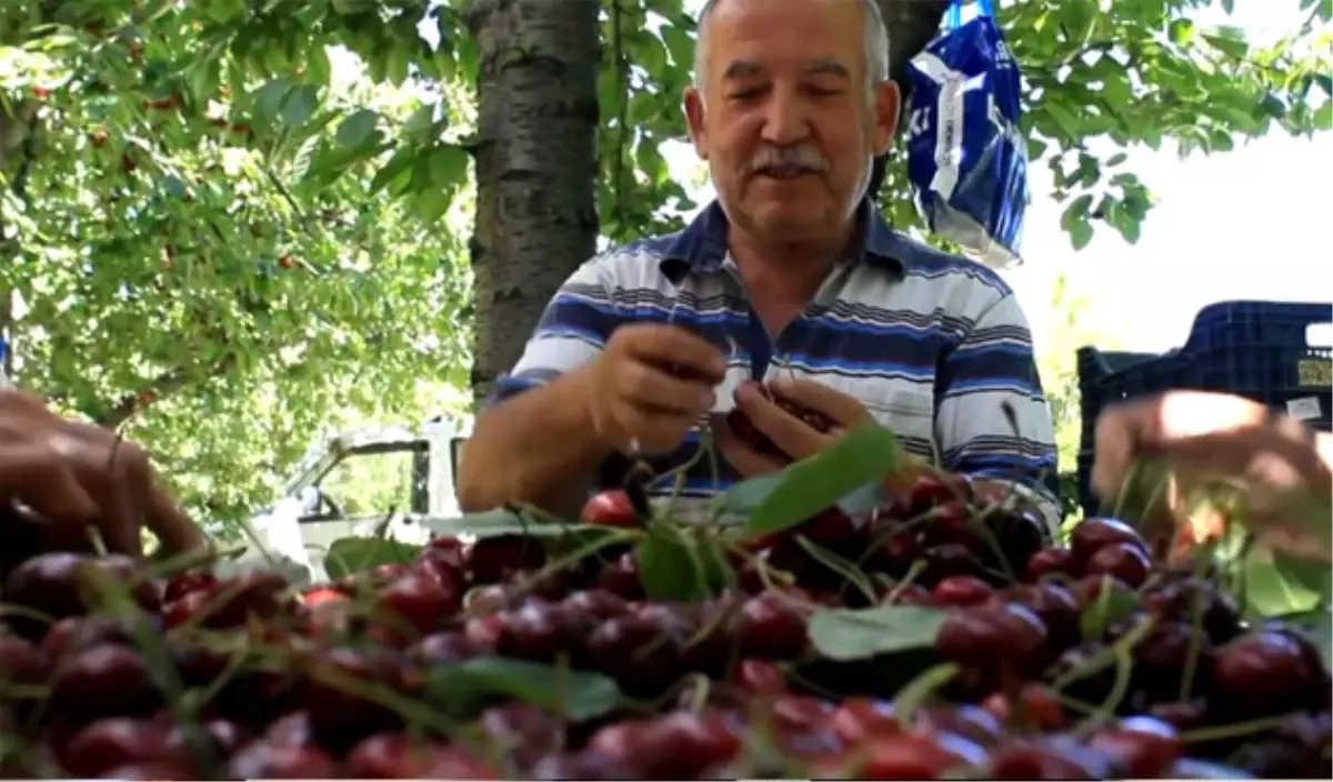 Türk Kirazı"Na Avrupa Pazarında Büyük İlgi