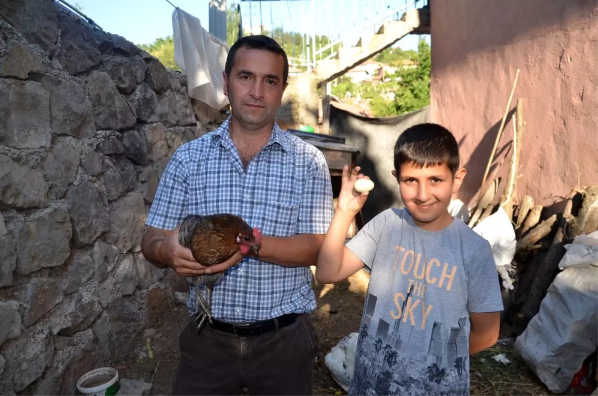 Yeşil Yumurta Yumurtlayan Tavuk Şaşırttı