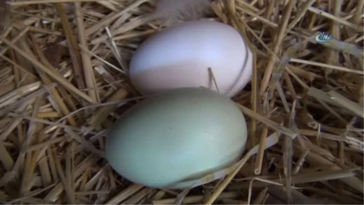 Yeşil Yumurta Yumurtlayan Tavuk Şaşırttı